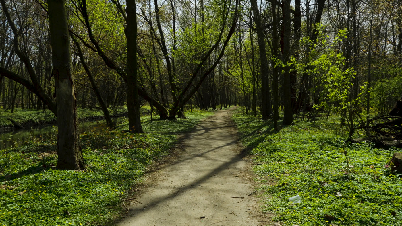 Dirt path through the forest along the Bronx River
