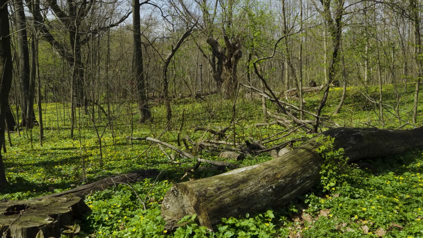 Fallen tree among green undergrowth
