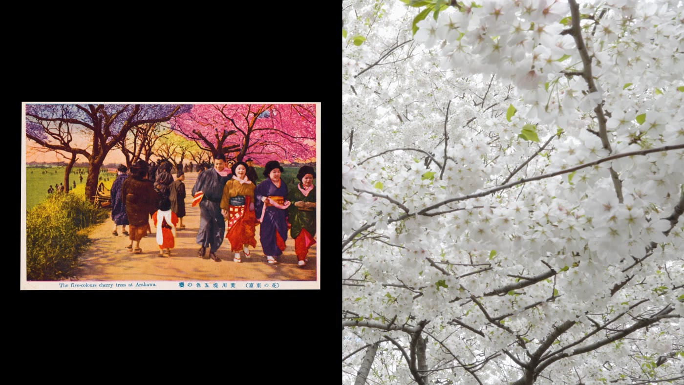 Cherry blossoms split-screen with narration caption