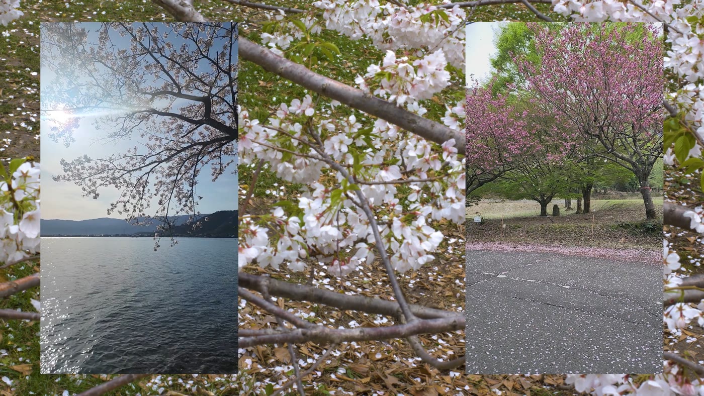 Cherry blossoms with archival postcard imagery