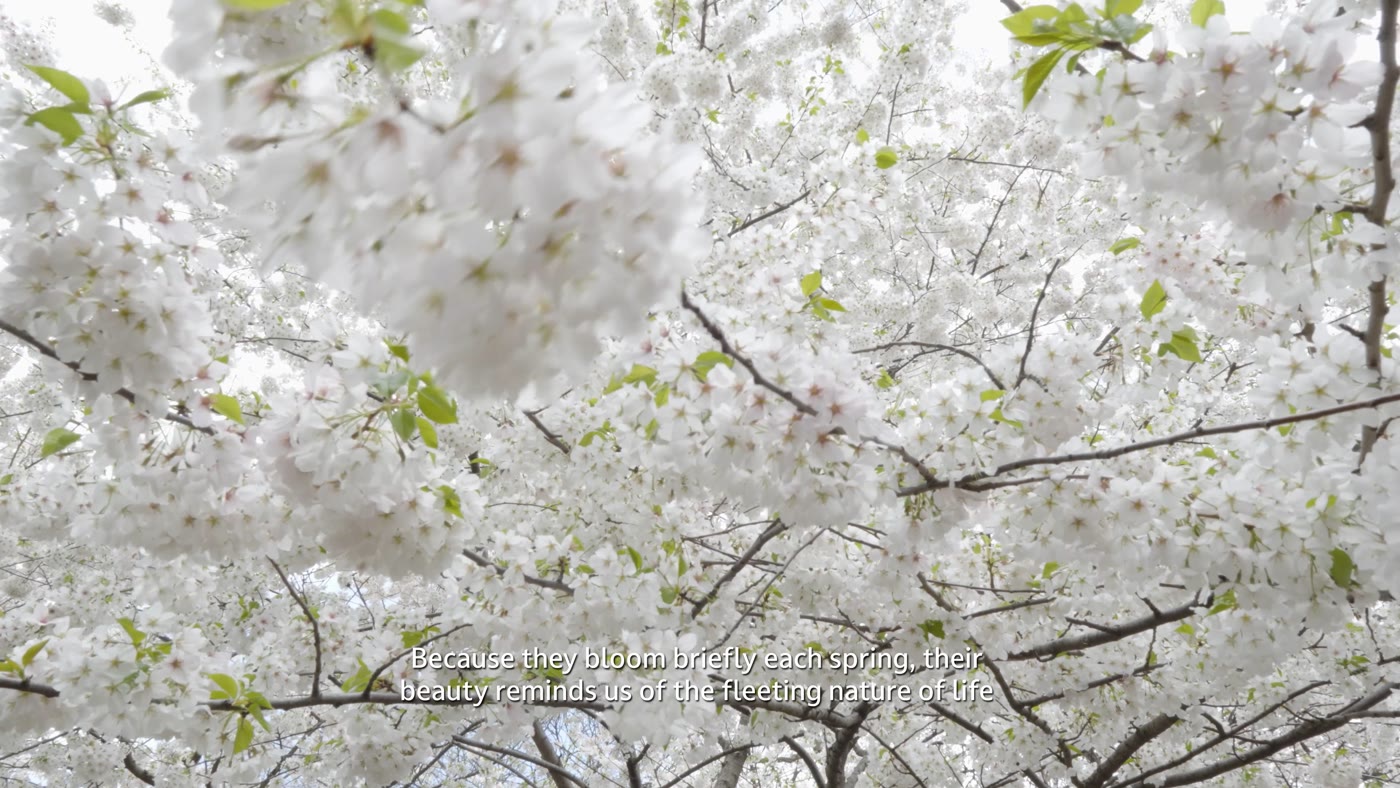 Cherry blossom branch with narration caption